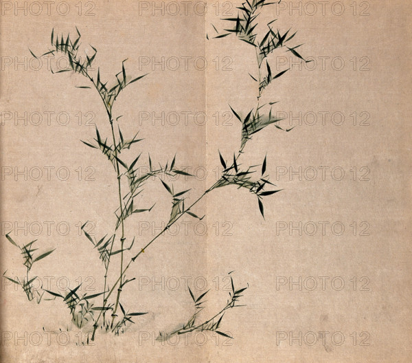 A bamboo plant: leafy stems, c19th century. Creator: Unknown.