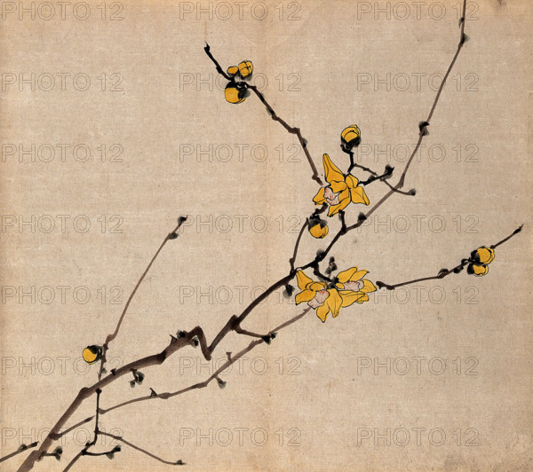 A flowering shrub: branch with yellow flowers on old wood. Creator: Unknown.