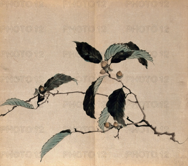 Japanese oak (Quercus mongolica): tree branch with acorns. Creator: Unknown.