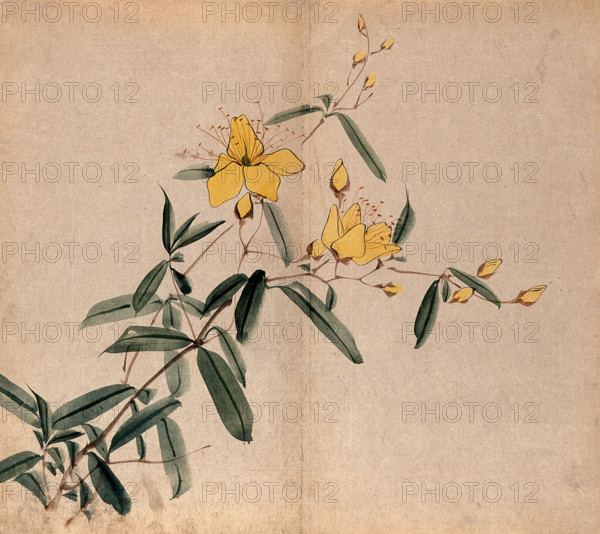 A plant, possibly an Hypericum species: flowering stem. Creator: Unknown.