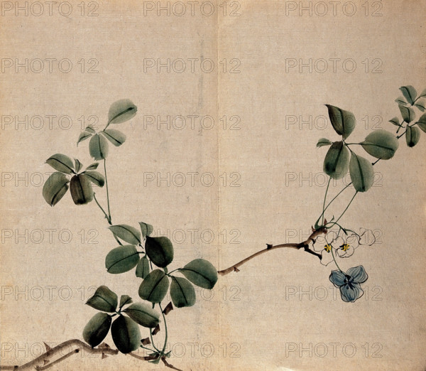 A flowering shrub: woody stem with white flowers. Creator: Unknown.