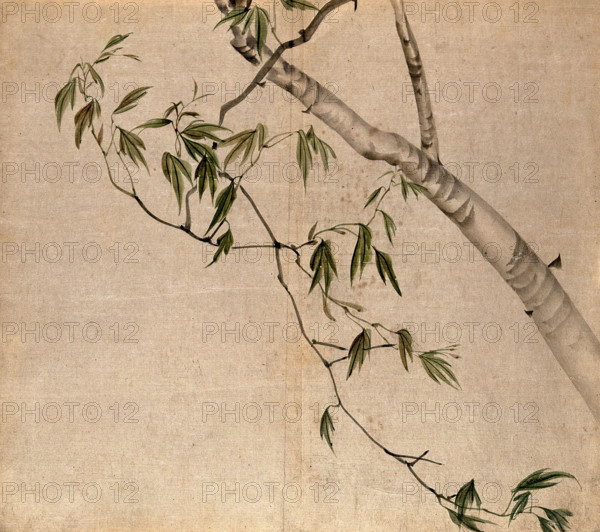 Japanese maple (Acer palmatum): branch with leaves. Creator: Unknown.