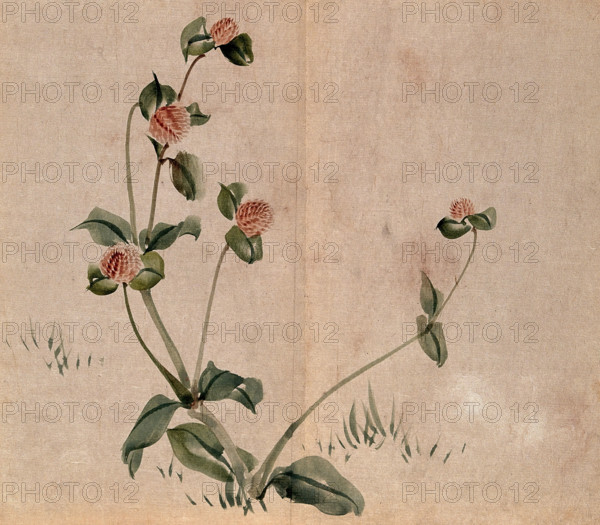 A grassland plant, possibly a clover (Trifolium species): flowering stem. Creator: Unknown.