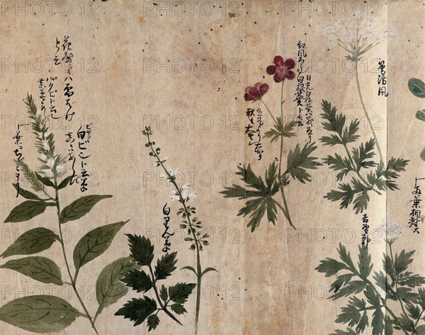 Five flowering plants, one possibly an Anthriscus species, 1870. Creator: Unknown.