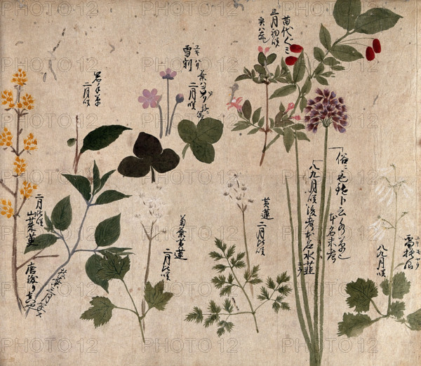 Eight flowering plants, possibly including a species of Allium and an Australian fuchsia..., 1870. Creator: Unknown.