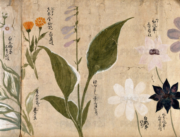 Five flowering plants, possibly including a Hosta species and three Clematis flowers, 1870. Creator: Unknown.