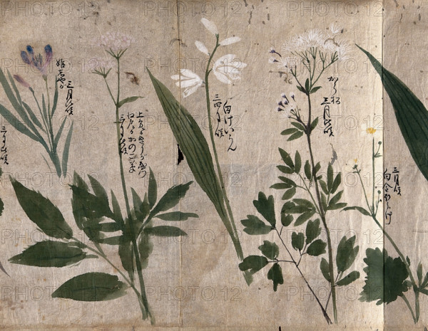 Five flowering plants, one possibly a species of Thalictrum, 1870. Creator: Unknown.