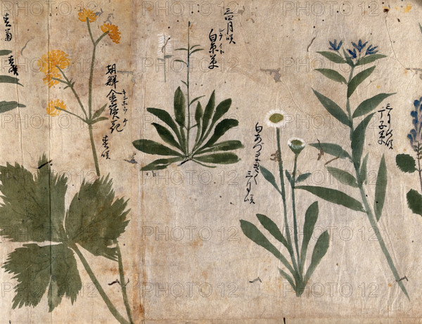 Four flowering plants, 1870. Creator: Unknown.