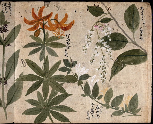 Four flowering plants, one an orange lily (Lilium species), 1870. Creator: Unknown.