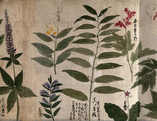 Six flowering plants, possibly including species of Filipendula and Polygonatum, 1870. Creator: Unknown.