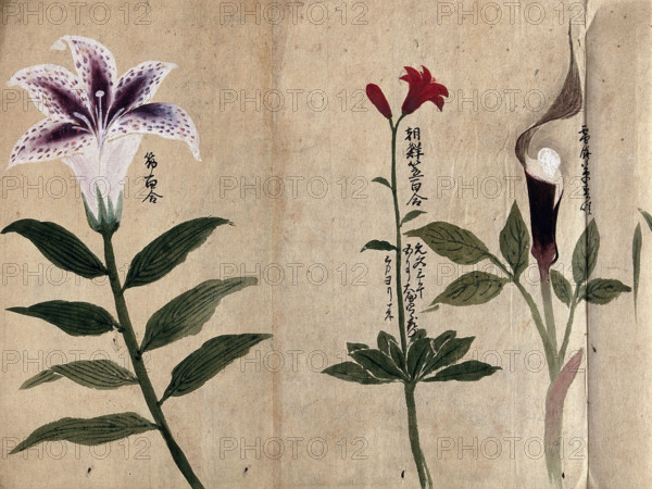 Three flowering plants, possibly including a lily and a species of Dracunculus, 1870. Creator: Unknown.