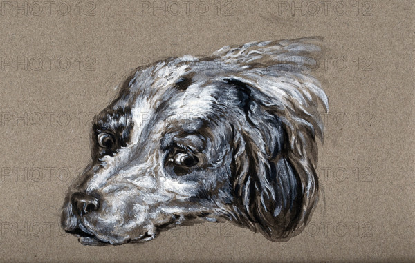 A head of a dog. Creator: Unknown.