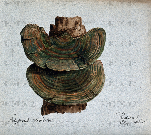 A bracket fungus (Coriolus versicolor): fruiting bodies growing on wood, 1889. Creator: Arthur Wheeler.