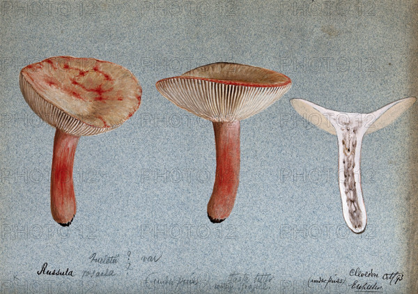 A fungus (Russula queletii?): three fruiting bodies, one sectioned, 1893. Creator: Edwin Wheeler.