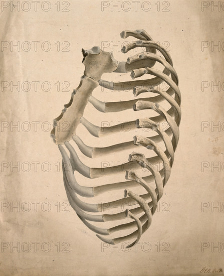 Sternum and right side of rib cage, seen from behind, 1831. Creator: GE Blenkins.