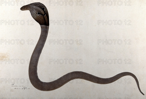Indian cobra, with 'spectacle' marking on hood, 1782. Creator: Bhawani Das.