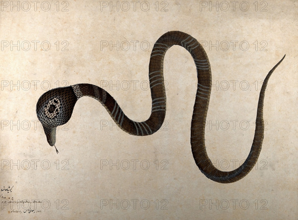 Indian cobra, with 'monocle' marking on hood, 1782. Creator: Bhawani Das.