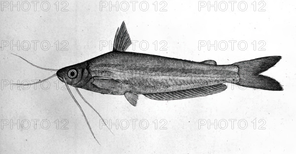 Fish, 1777-1783. Creator: Bhawani Das.