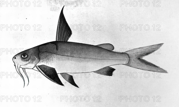 Fish, 1777-1783. Creator: Bhawani Das.