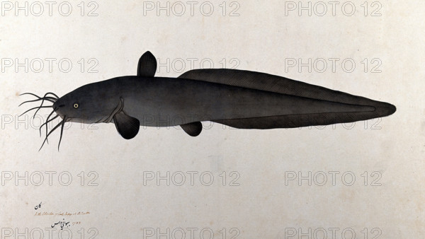 Fish, 1783. Creator: Bhawani Das.