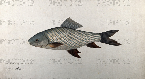 Fish, 1783. Creator: Bhawani Das.