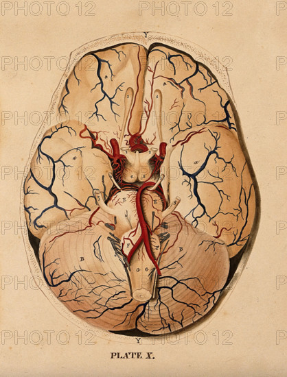 Brain: dissection showing the base of the brain, 1820-1827. Creator: William Home Lizars.