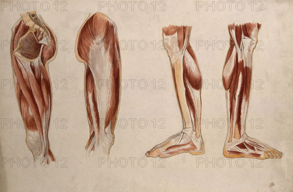 Muscles of the leg and foot: four écorché figures, 1880. Creator: Adele Mongredien.