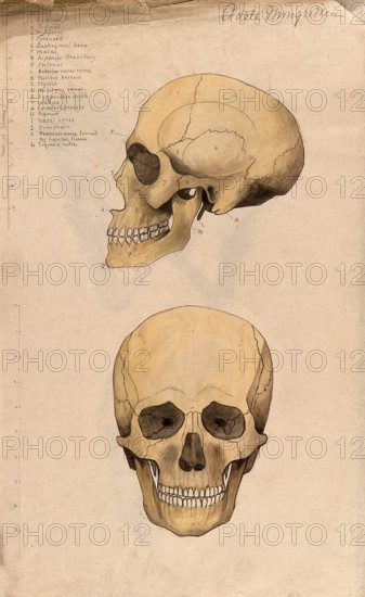 Skull: two figures, showing side and front views, 1880. Creator: Adele Mongredien.
