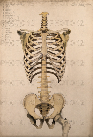 Bones of the trunk and pelvis: front view, 1880. Creator: Adele Mongredien.