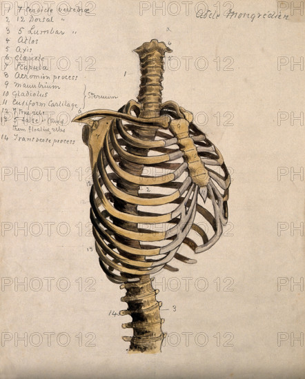 Vertebral column and ribcage, 1880. Creator: Adele Mongredien.