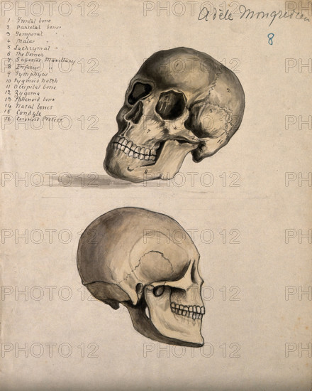 A skull: two figures, 1880. Creator: Adele Mongredien.
