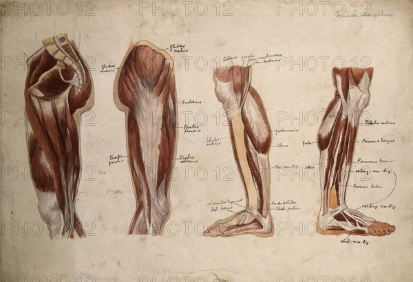 Muscles of the leg and foot: four écorché figures, 1880. Creator: Jeannette Mongredien.