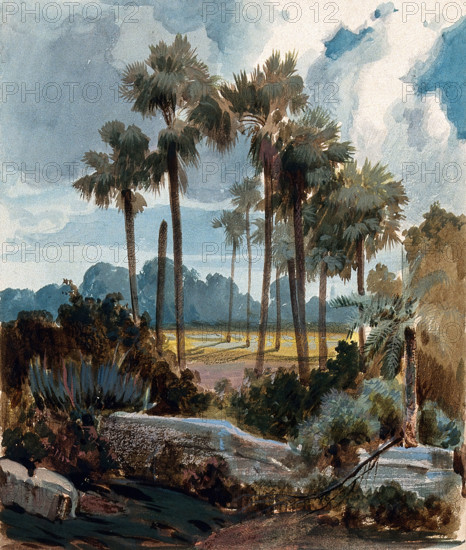 Palmyra palm trees (Borassus flabellifer) near Madras, India, 1854 to 1858. Creator: Hermann von Schlagintweit.