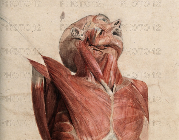 Head, neck and chest of écorché, lying supine, with eyes and mouth open, 1800-1899. Creator: Unknown.