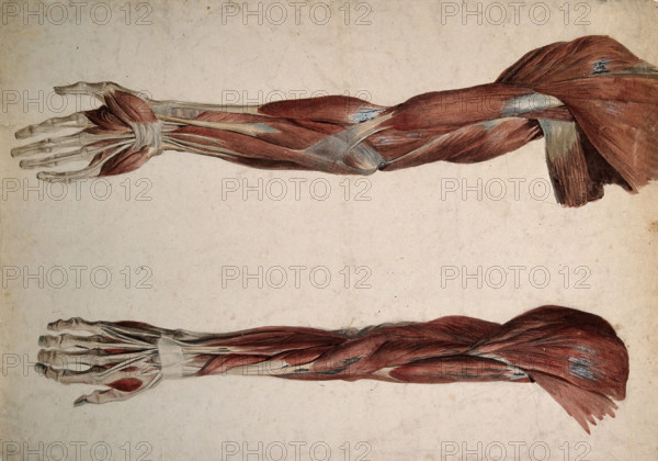 Muscles and tendons of the upper arm: two écorchés, 1800-1899. Creator: Unknown.