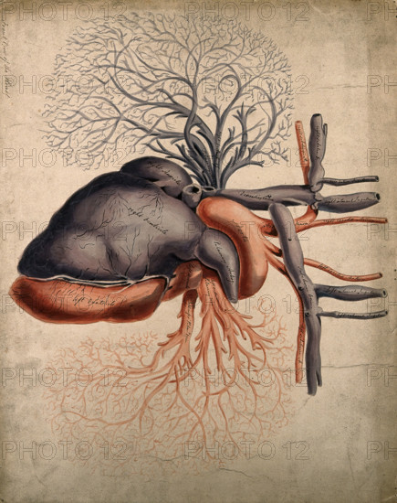 Front view of the heart, with arteries and blood-vessels attached, 1800-1899. Creator: Unknown.