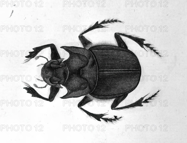 Beetle, 1777-1783. Creator: Unknown.