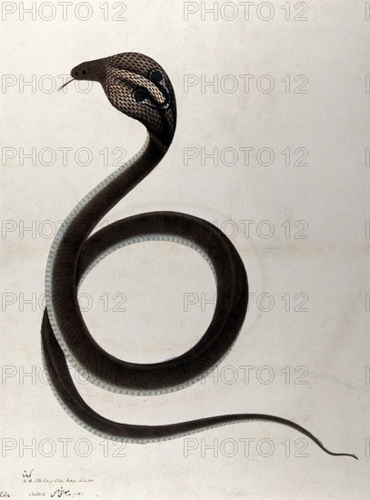 Indian cobra, with 'spectacle' marking on hood, 1782. Creator: Unknown.