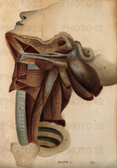 Dissection of the neck, 1800-1899. Creator: Unknown.