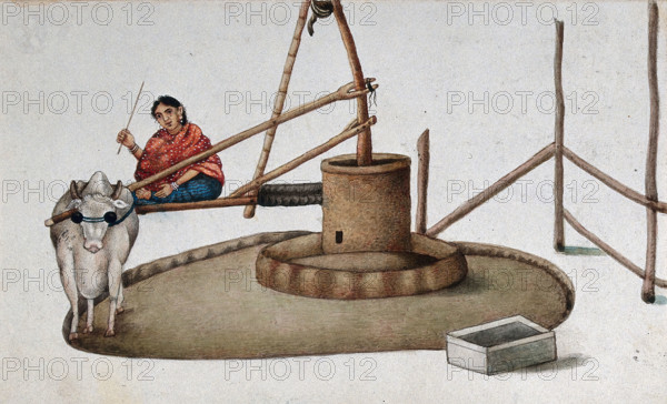 Delhi: a woman making a cow work the oil mill, (between 1800 and 1899?). Creator: Unknown.