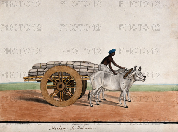 A man driving a bullock cart laden with sacks, (between 1800 and 1899?). Creator: Unknown.