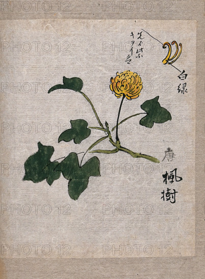 A plant, possibly a knotweed (Polygonum species): flowering stem and leaves. Creator: Unknown.