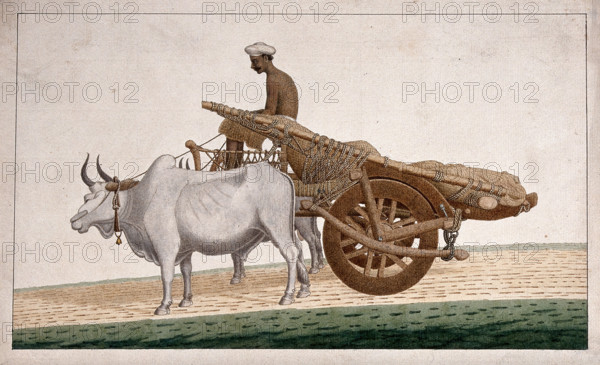 A man driving a cart drawn by bullocks, (between 1800 and 1899?). Creator: Unknown.