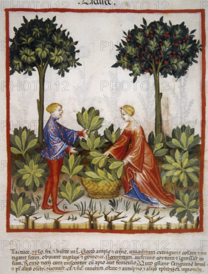 Lettuce, 14th century. Creator: Unknown.