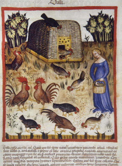 Roosters, 14th century. Creator: Unknown.