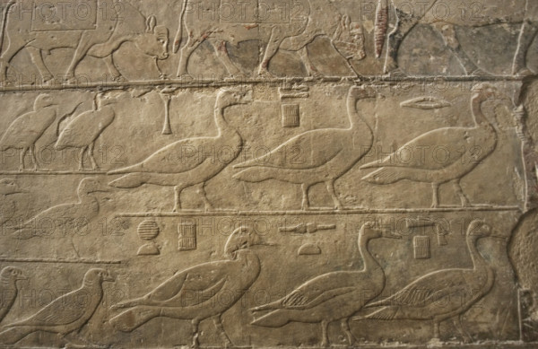 Relief showing ducks and birds, Mastaba of Ti, Egypt, 5th Dynasty, Old Kingdom, c2400 BC (2003). Creator: Unknown.