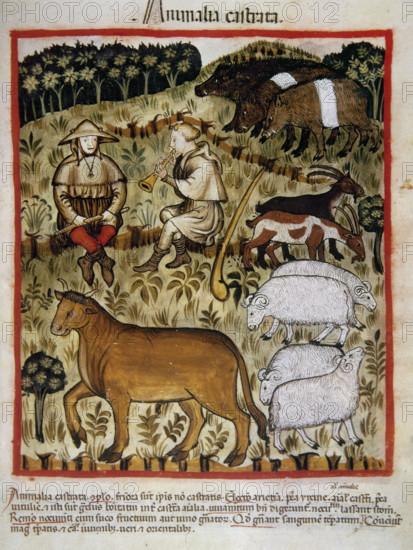 Shepherds and cattle, 14th century. Creator: Unknown.