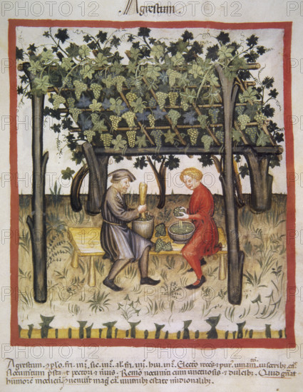 Vino Acido, 14th century. Creator: Unknown.