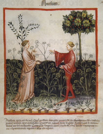 Anise,14th century. Creator: Unknown.