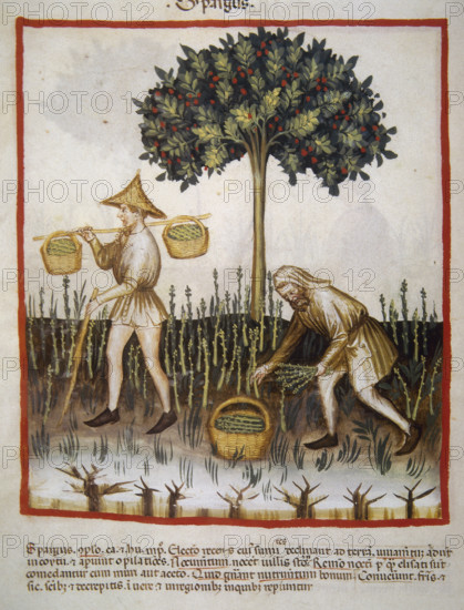 Asparagus, 14th century. Creator: Unknown.